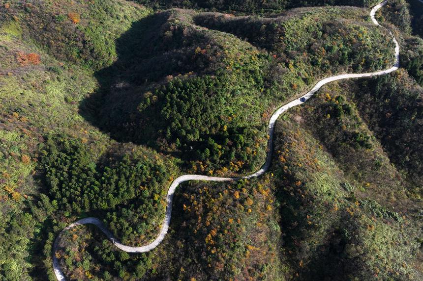 重慶市黔江區國家森林公園彩葉林。楊敏攝