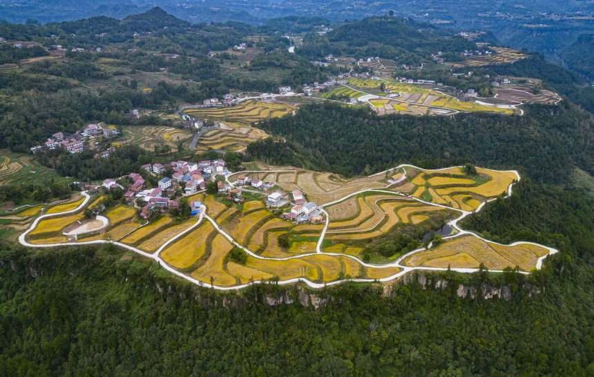 萬州恒合土家族鄉高標準農田一片金黃。冉孟軍攝