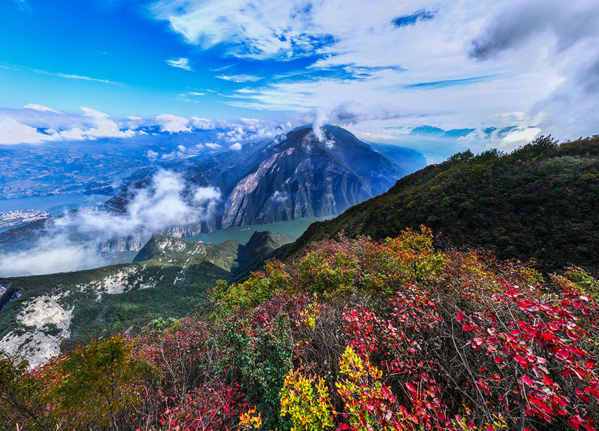 紅葉扮美瞿塘峽。王正坤攝