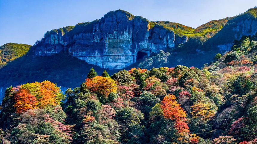 金佛山彩林色彩斑斕恍若“童話”世界。瞿明斌攝