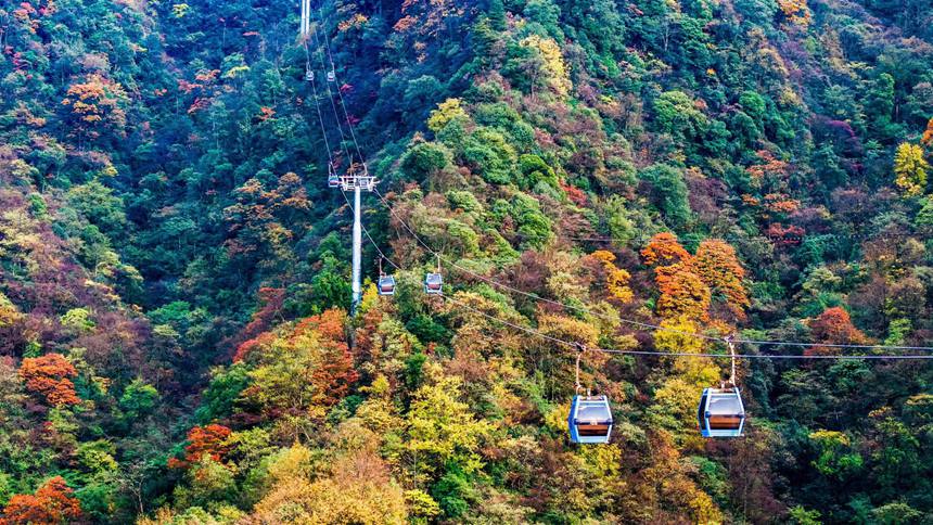 金佛山彩林色彩斑斕恍若“童話”世界。瞿明斌攝