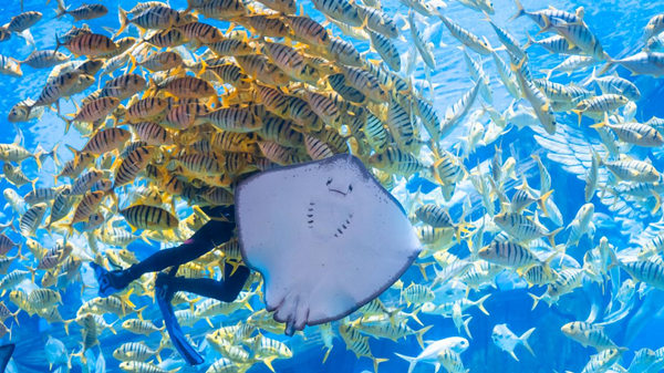 重慶融創海世界魚群圖。融創海世界供圖