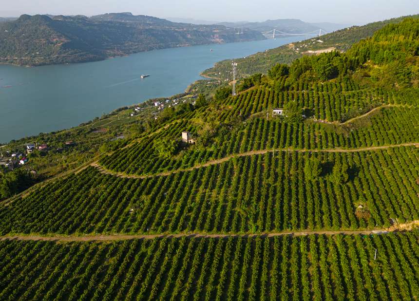 萬州區溪口鄉砂糖橘林。 冉孟軍攝