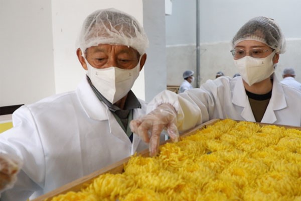 璧山區中醫院藥劑科人員錢雪梅（右一）在加工烘烤現場。璧山區中醫院供圖