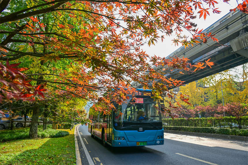冬日山城，南岸區學府大道沿線，一路“楓景”如畫。郭旭攝