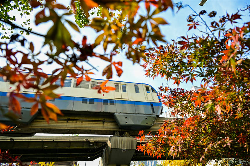 冬日山城，南岸區學府大道沿線，一路“楓景”如畫。郭旭攝