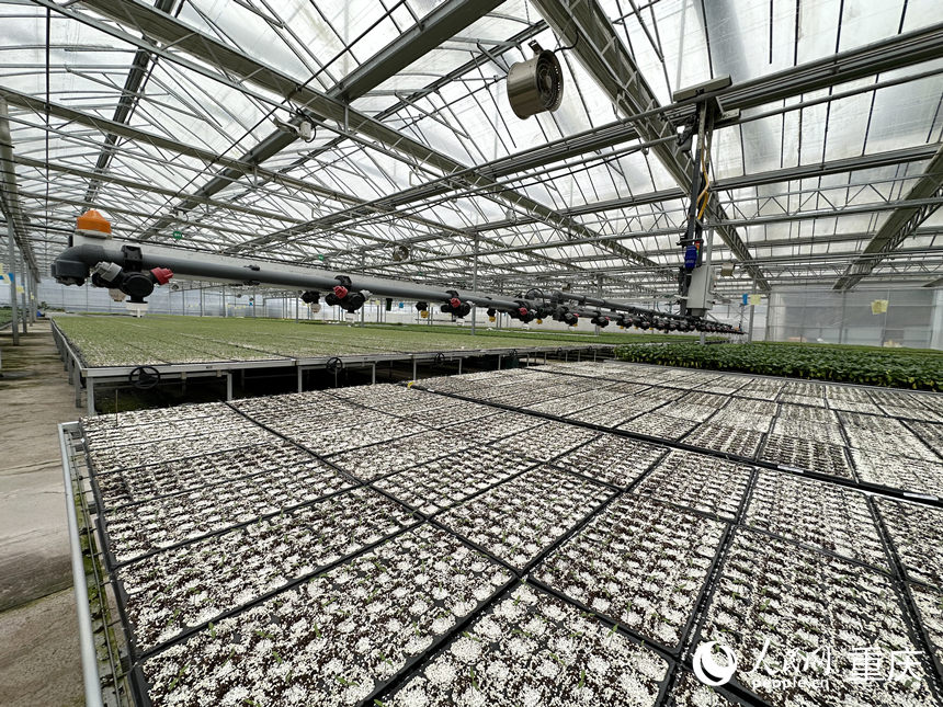 智慧種苗工廠配置的智慧水肥噴淋系統。人民網記者 劉政寧攝