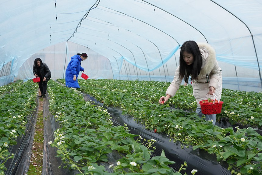 “一村一品”帶出“五小經濟”500余戶