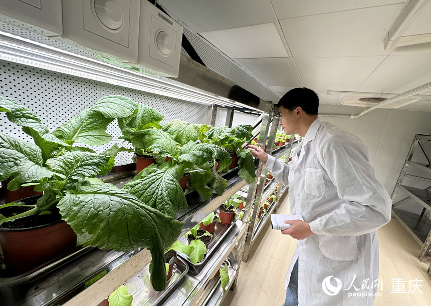 科研人員在人工氣候室查看青菜頭生長情況。人民網記者 劉政寧攝