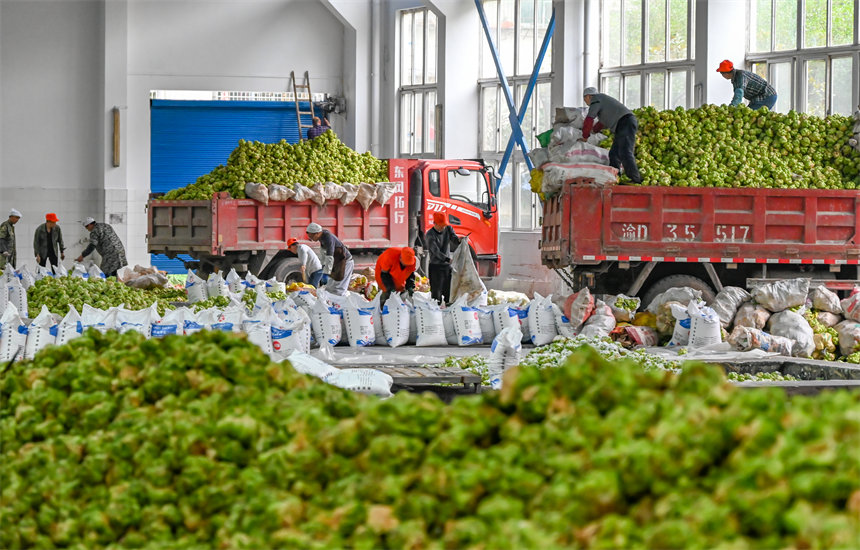 滿載青菜頭的貨車陸續開到魚泉榨菜廠。付作僑攝