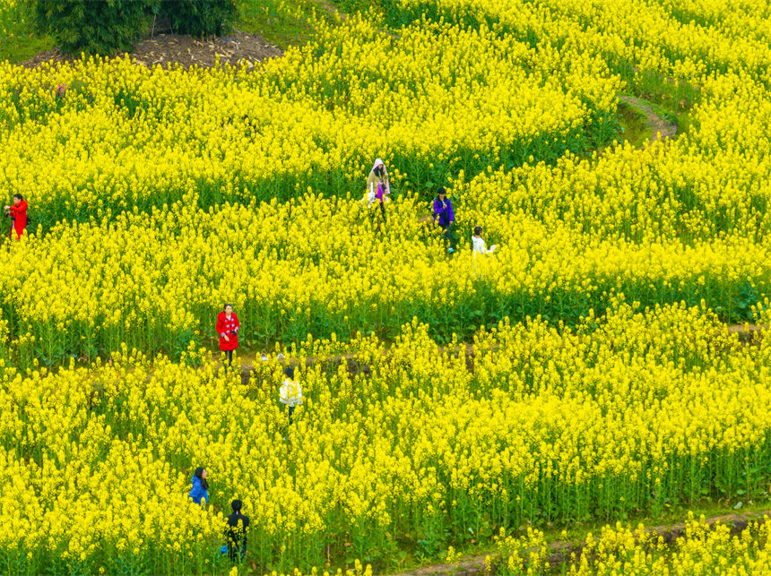 廣陽島油菜花田迎春綻放，吸引游客踏青打卡。郭旭攝