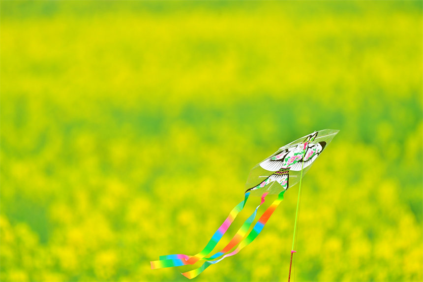 好一幅浪漫而美麗的春光圖。郭旭攝