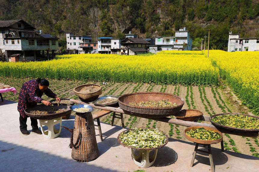 村民在院壩晾曬自制的腌菜。楊敏攝