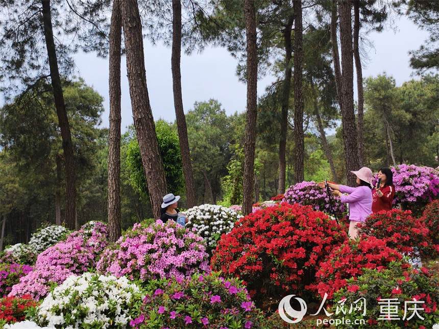 游客在放牛村杜鵑花海打卡拍照。人民網 陳琦攝