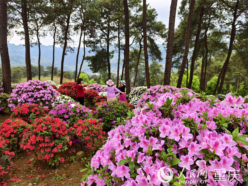 游客在放牛村杜鵑花海中賞花游玩。人民網 陳琦攝