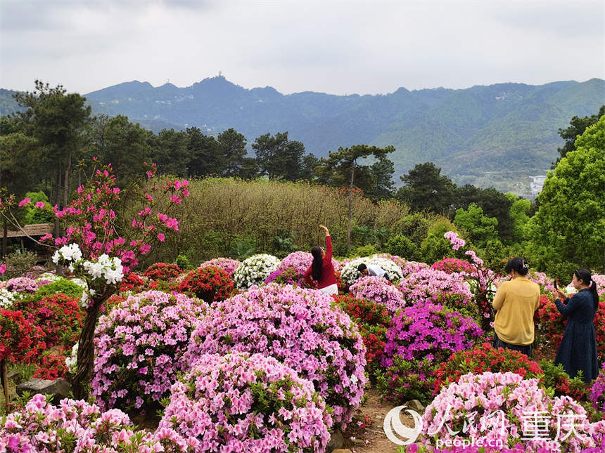 游客在放牛村杜鵑花海打卡拍照。人民網 陳琦攝