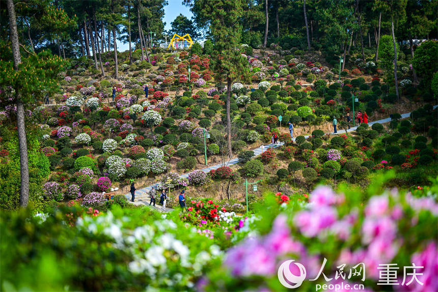 放牛村滿山杜鵑花吸引市民前來賞花踏春。郭旭攝