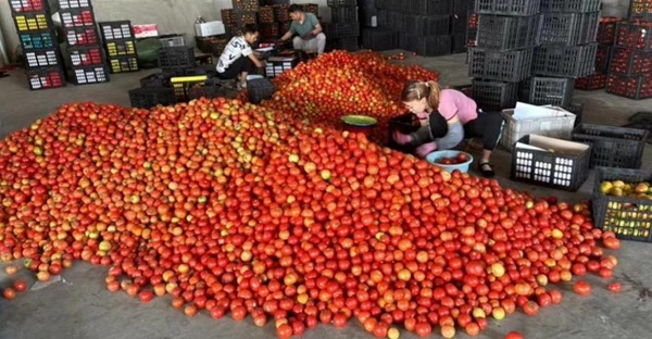 番茄裝筐?！按宕逋惫﹫D