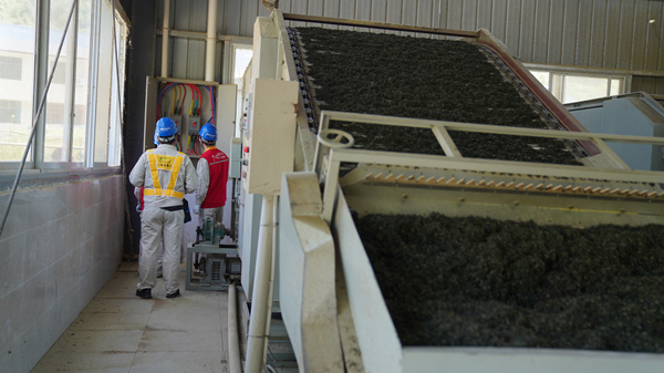 秀山猛董村：生產自動化 茶香飄四方