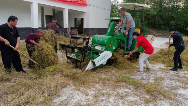 巴南：干群協力豐收忙 集體經濟增收益