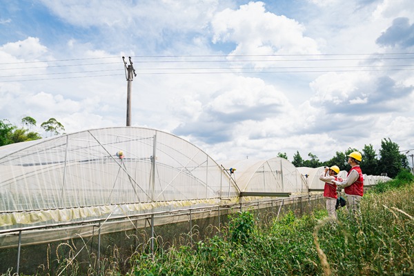 電力員工對番茄大棚的供電線路進行測溫巡視。國網重慶永川供電公司供圖