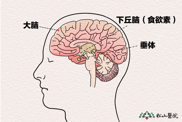 腦部結構圖。重慶松山醫院供圖