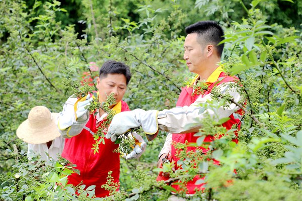 電力員工幫助椒農采摘青花椒。國網重慶永川供電公司供圖