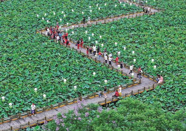 旅客在“荷月江岸”生態荷塘打卡游玩。華鎣市融媒體中心供圖