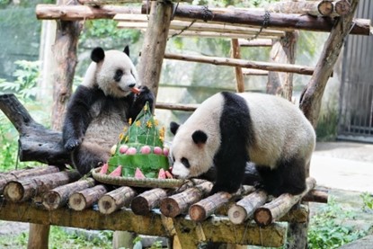 “星星”“辰辰”現場過生日。重慶銅雀臺整形外科醫院供圖