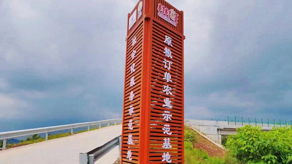 “村村旺”訂單農業示范基地。楊云兵攝