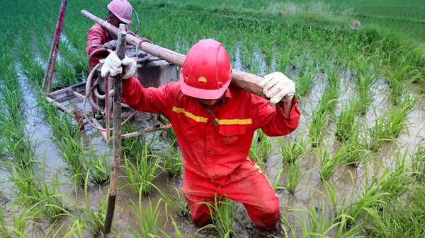 稻田內鉆井，鉆井員工直線進出，最大限度保護禾苗。西南物探分公司供圖