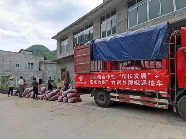 組織收購辣椒并運輸到石柱。陶銳攝