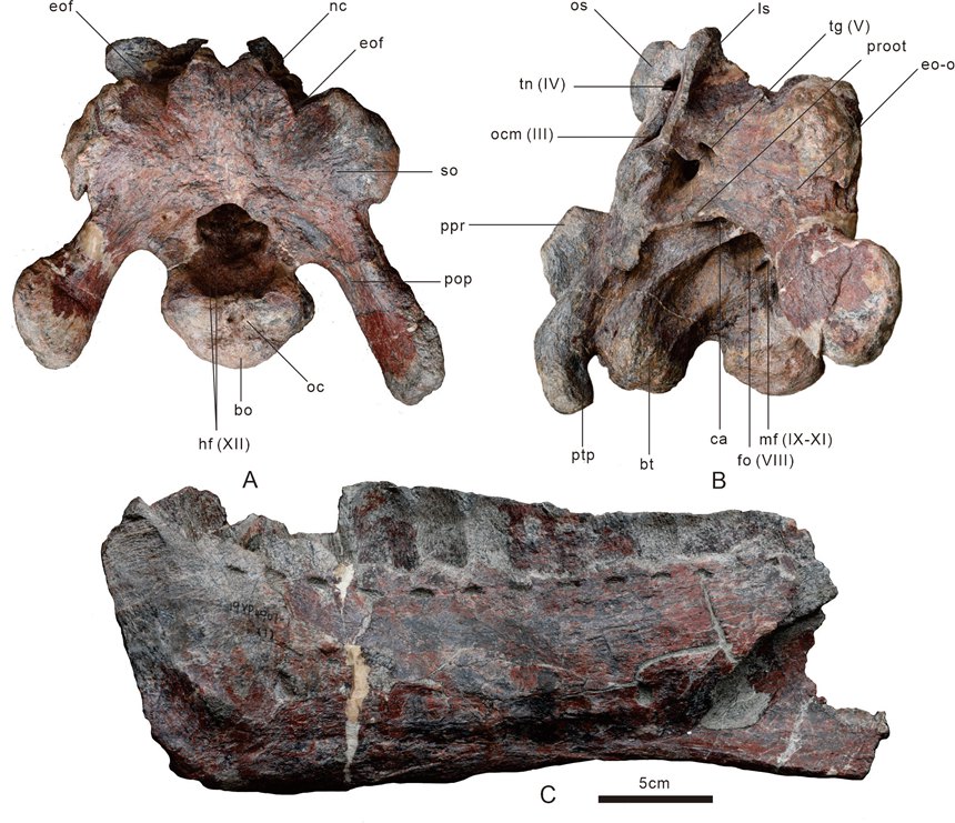 朐忍渝州龍化石。云陽縣委宣傳部供圖