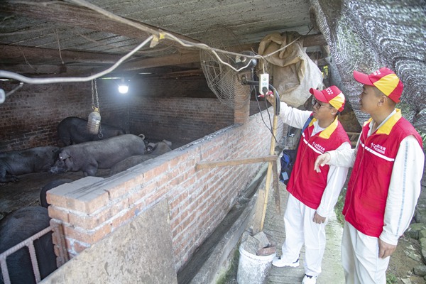 線路改接保障養豬場用電。國網重慶璧山供電公司供圖
