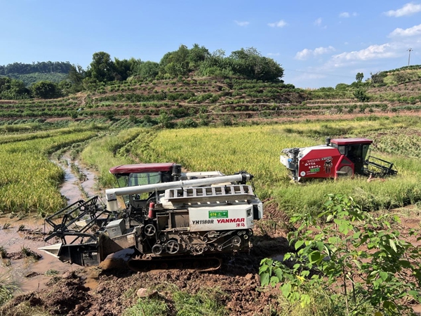 璧山區廣普鎮秋收現場。重慶市供銷合作總社供圖
