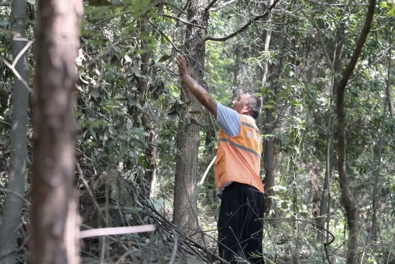 黃德成在巡林。羅丹攝