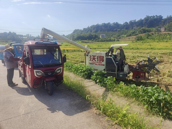 水稻收割。村村旺供圖