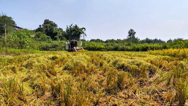 水稻收割。村村旺供圖