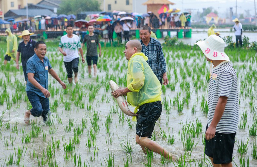 9月22日，2024年中國農民豐收節長江三峽（梁平）慶?；顒蝇F場，群眾在參與摸魚比賽。熊偉攝