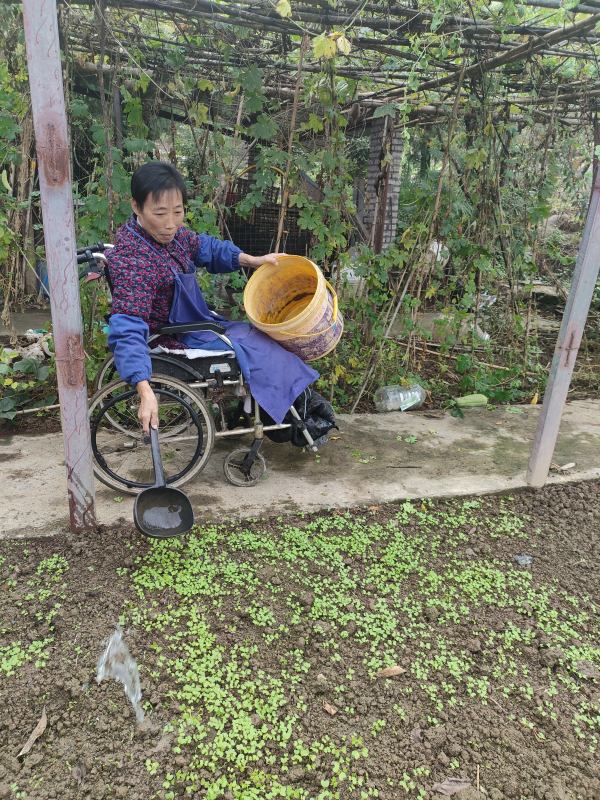 江素芳在田間勞作。李興鋒攝