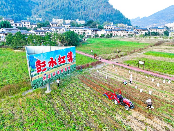 村民們正通過機器和人工相結合的方式采挖紅薯。彭水縣委宣傳部供圖