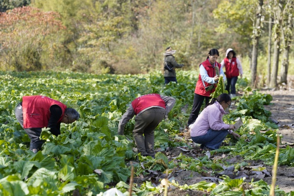 豐都縣首批高山早市青菜頭上市。劉先華攝
