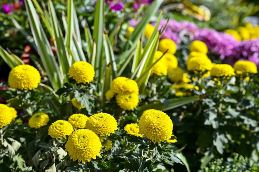 南山植物園菊花綻放。崔景印攝