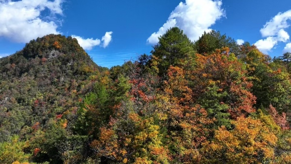 城口彩葉絢爛。張春曉攝