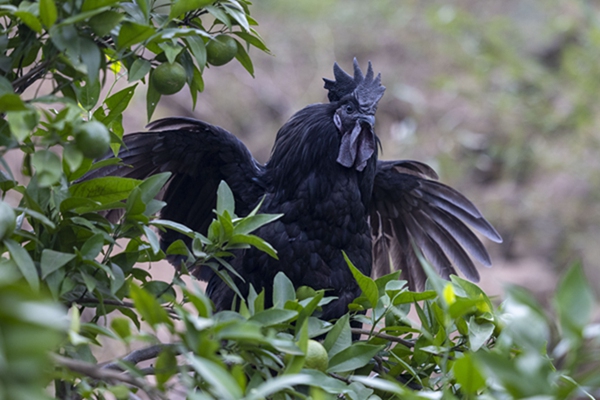 黑雞基地。姜家鎮供圖