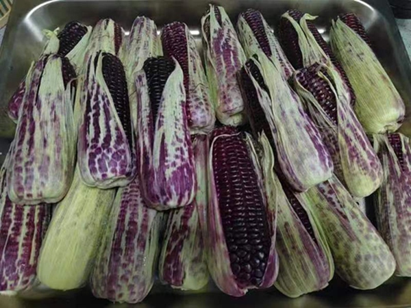 黑玉米。姜家鎮供圖