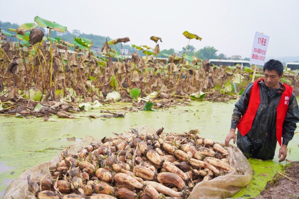 重慶市水生蔬菜蓮藕產業示范基地（十里荷香）內，農戶正采摘蓮藕。劉磊攝