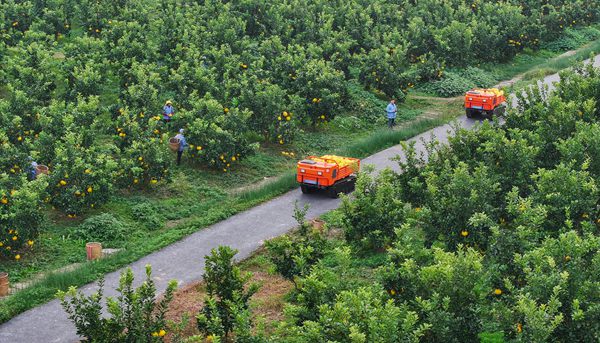 果園里面忙采摘。熊偉攝