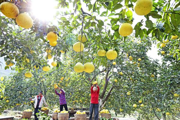 蔭平鎮柚子成熟正當季。梁平區委宣傳部供圖