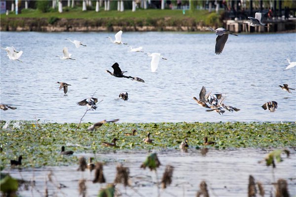 候鳥飛抵雙桂湖。高柔攝